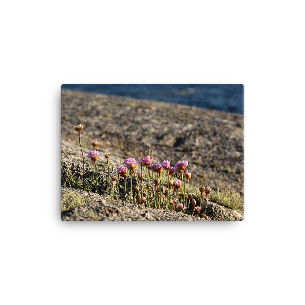 Grass From a Stone - Canvas Print
