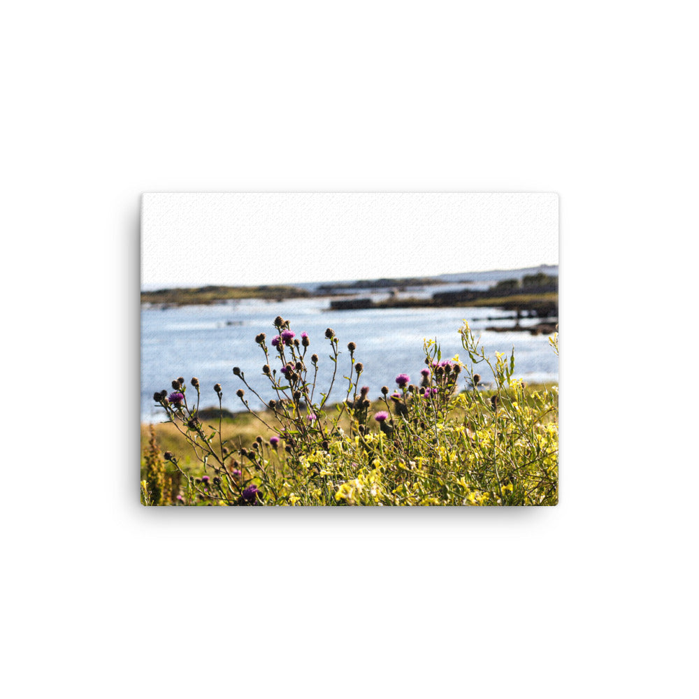 Where do Thistles Come From? - Canvas Print