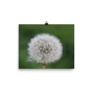 Wishing on a Dandelion - Wall Poster