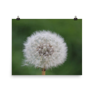 Wishing on a Dandelion - Wall Poster