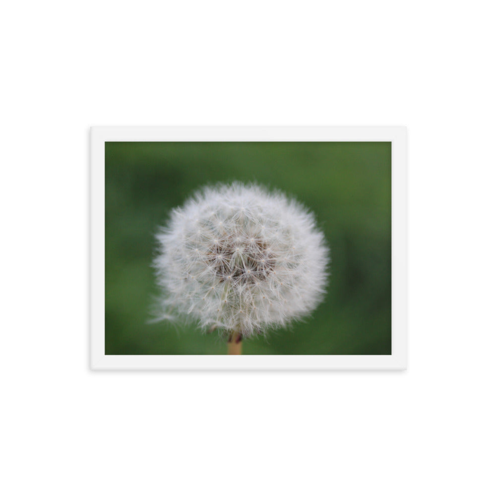 Wishing on a Dandelion - Framed Poster