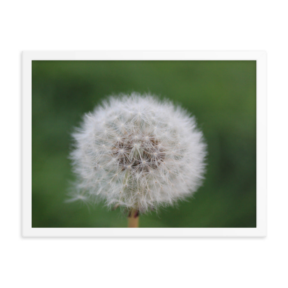 Wishing on a Dandelion - Framed Poster