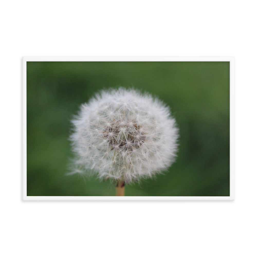 Wishing on a Dandelion - Framed Poster